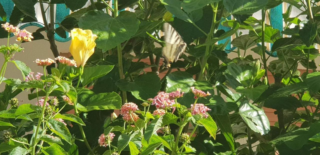 Appartamento Con Giardino Sul Mare 갈리폴리 외부 사진